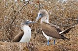 Blue-footed Boobyborder=